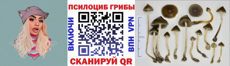 Галлюциногенные грибы Psilocybine cubensis  Петушки 